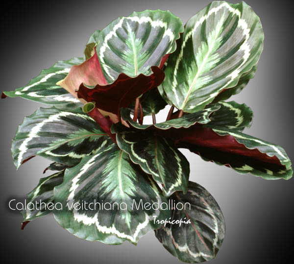 Foliage plant - Calathea veitchiana 'Medallion' - Medallion Calathea